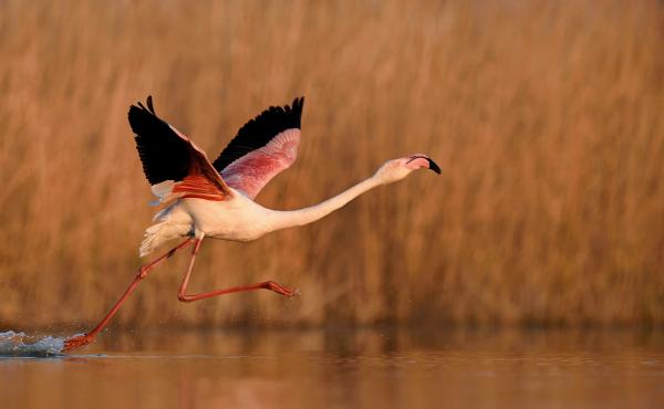 Fenicottero - immagine di Luca Giordano